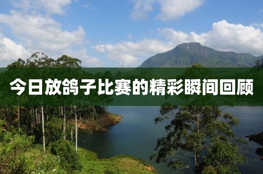 今日放鸽子比赛的精彩瞬间回顾