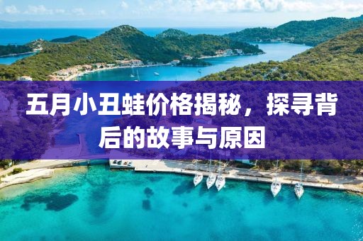 五月小丑蛙价格揭秘，探寻背后的故事与原因