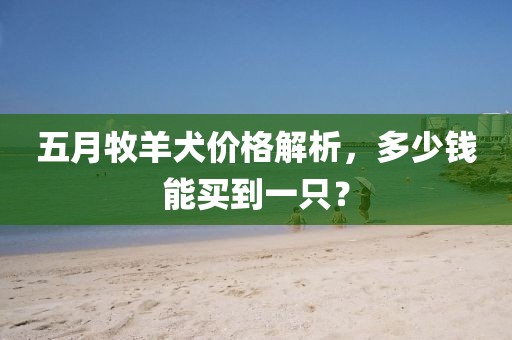 五月牧羊犬价格解析，多少钱能买到一只？