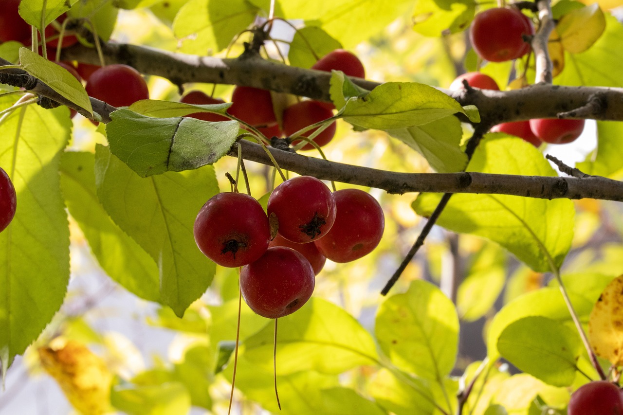 伊藤青叶的最新动态与成就概览